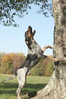 Mike, a bluetick coonhound owned by Susan Lloyd.